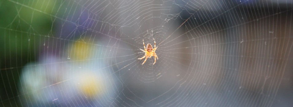 Spider